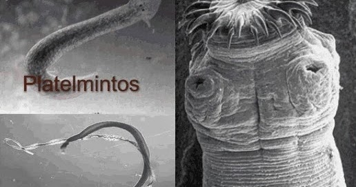Si se dissolvent les comprimés des helminthes